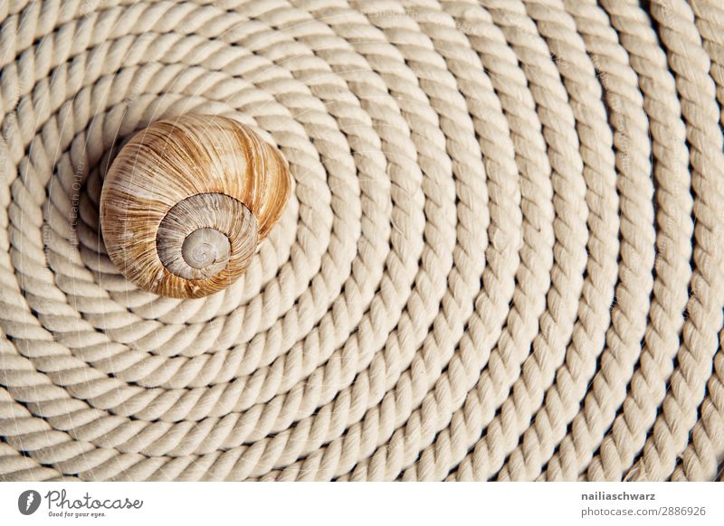 Spirale Schnecke Schneckenhaus Seil Seilrolle Zeichen Ornament Linie einfach elegant schön lang nah natürlich stark braun Kraft Sicherheit Schutz beweglich