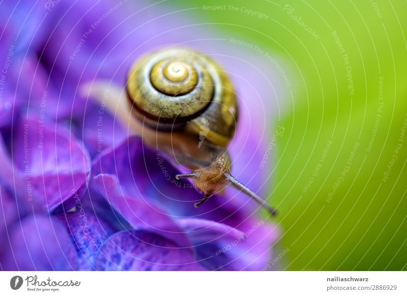 Schnecke und Hortensie Sommer Umwelt Natur Frühling Blume Blüte Nutzpflanze Garten Park Wiese Tier Wildtier 1 beobachten krabbeln einfach elegant schön