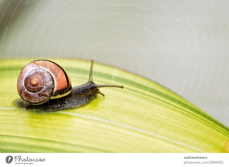 Schnecke auf grünem Blatt Helicidae Riesenglanzschnecke Garten Gartentier Pflanze Klinge Sommer außerhalb Band gebändert gelb schwarz winzig klein Schädling