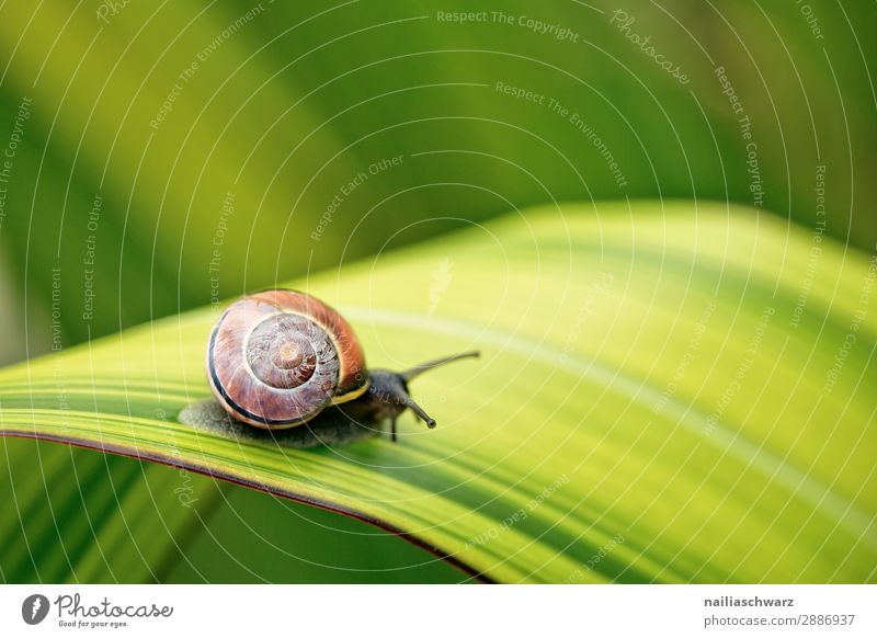 Schnecke auf grünem Blatt Helicidae Riesenglanzschnecke Garten Gartentier Pflanze Klinge Sommer außerhalb Band gebändert gelb schwarz winzig klein Schädling