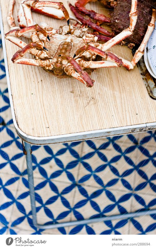 Mr Crabs sein Ende Hafen Fischmarkt Markt Angeln exotisch Meer Nutztier Totes Tier Krabbe Meeresfrüchte Hummer Seespinne kaufen krabbeln Farbfoto Außenaufnahme