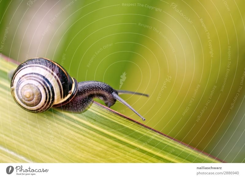 Schnecke auf grünem Blatt Helicidae Riesenglanzschnecke Garten Gartentier Pflanze Klinge Sommer außerhalb Band gebändert gelb schwarz winzig klein Schädling