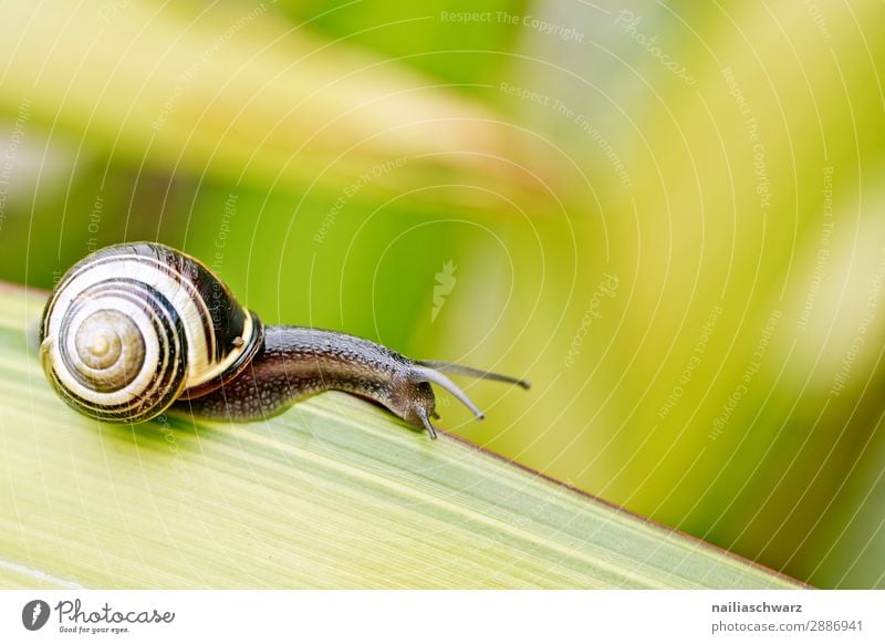 Gartenschnecke auf dem Blatt Sommer Umwelt Natur Pflanze Tier Frühling Gras Grünpflanze Park Wiese Schnecke 1 Tierjunges beobachten Fressen genießen krabbeln