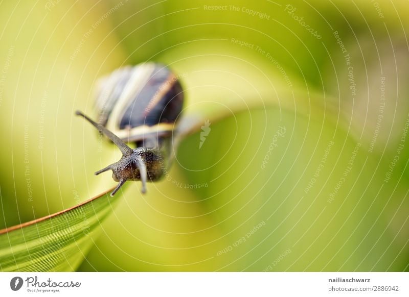 Schnecke auf dem Blatt Lifestyle Sommer Umwelt Natur Tier Pflanze Gras Garten Park Wiese Weichtier Gartenschnecke 1 beobachten festhalten Fressen krabbeln