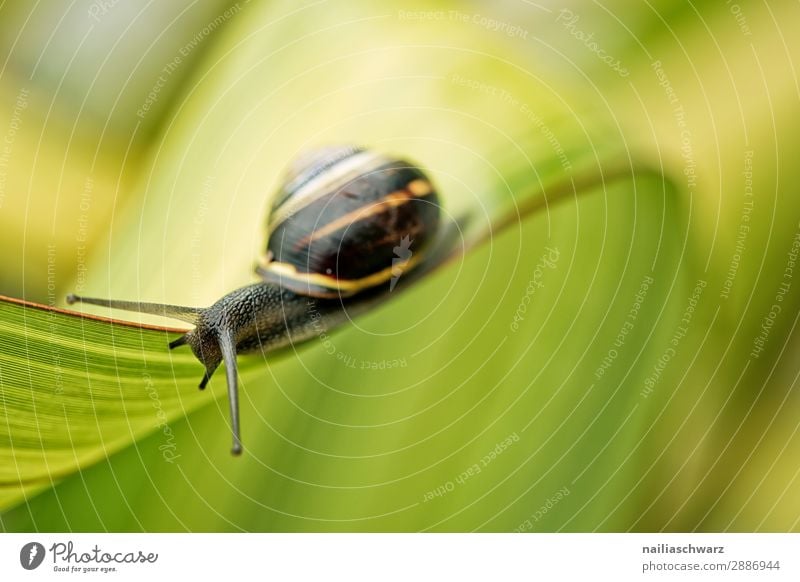 Schnecke auf grünem Blatt Helicidae Riesenglanzschnecke Garten Gartentier Pflanze Klinge Sommer außerhalb Band gebändert gelb schwarz winzig klein Schädling