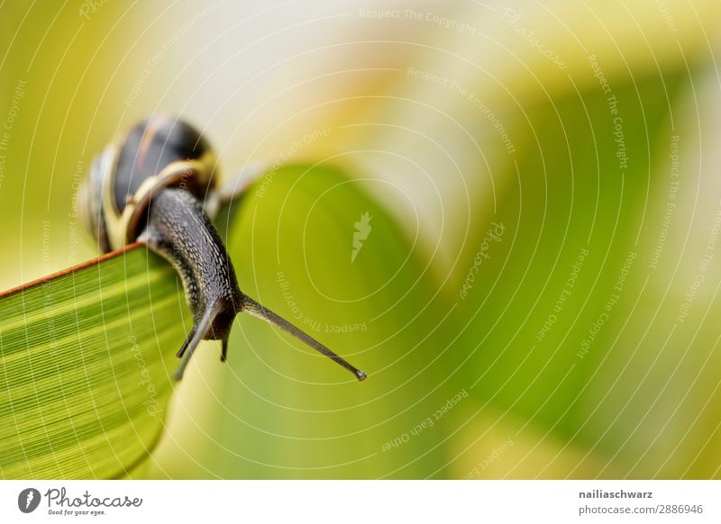 kleine Schnecke Sommer Frühling Pflanze Gras Blatt Grünpflanze Garten Park Wiese Tier Gartenschnecke Weichtier 1 Tierjunges beobachten Fressen krabbeln Blick