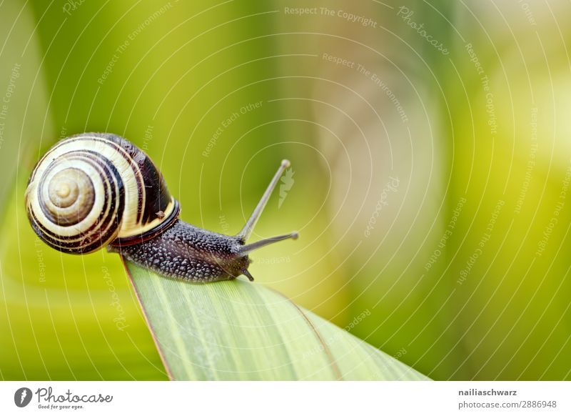 Schnecke auf grünem Blatt Helicidae Riesenglanzschnecke Garten Gartentier Pflanze Klinge Sommer außerhalb Band gebändert gelb schwarz winzig klein Schädling