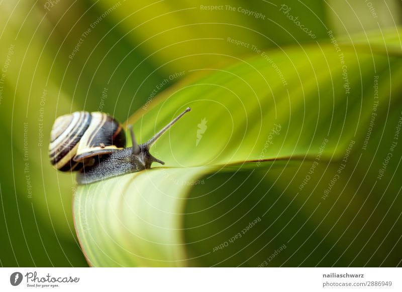 Schnecke auf grünem Blatt Helicidae Riesenglanzschnecke Garten Gartentier Pflanze Klinge Sommer außerhalb Band gebändert gelb schwarz winzig klein Schädling