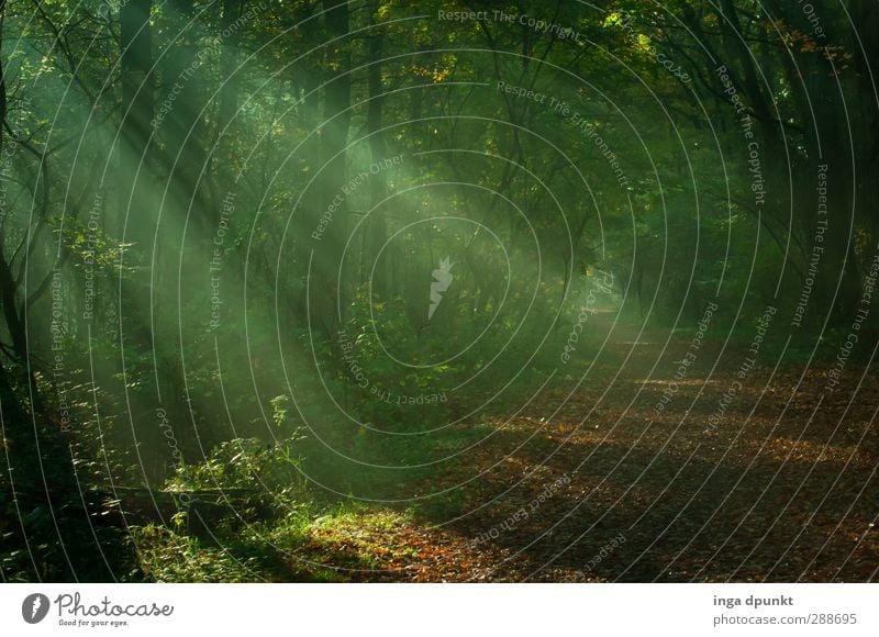 Lichtwerk Umwelt Natur Landschaft Pflanze Luft Sonnenlicht Klima Schönes Wetter Baum Wald Hoffnung Inspiration Lichteinfall Lichterscheinung Wege & Pfade