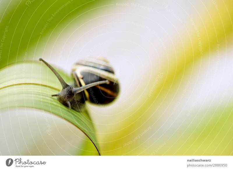 Schnecke auf grünem Blatt Helicidae Riesenglanzschnecke Garten Gartentier Pflanze Klinge Sommer außerhalb Band gebändert gelb schwarz winzig klein Schädling