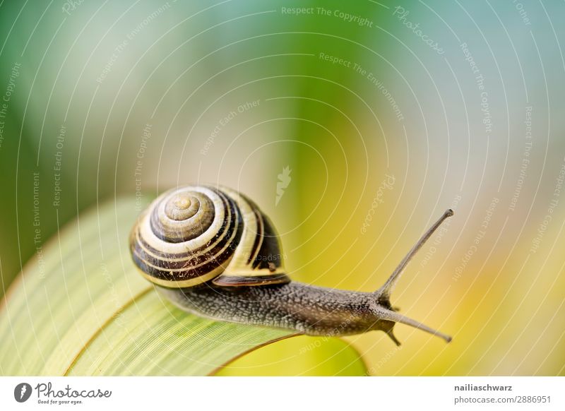 kleine Schnecke Sommer Tier Frühling Pflanze Gras Grünpflanze Garten Park Wiese Wildtier 1 Tierjunges Ornament Linie Spirale Fressen genießen krabbeln