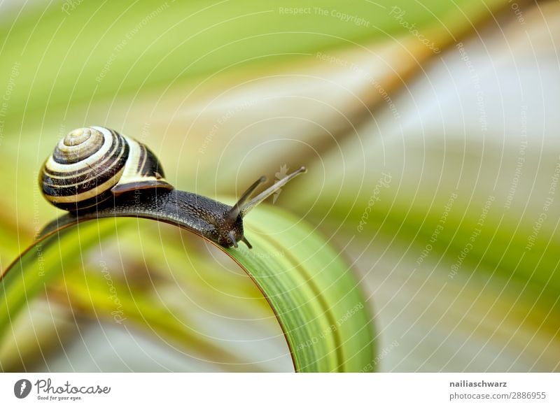 Schnecke Sommer Umwelt Natur Pflanze Tier Luft Frühling Gras Blatt Grünpflanze Garten Park Wildtier 1 Schneckenhaus Bewegung entdecken krabbeln niedlich