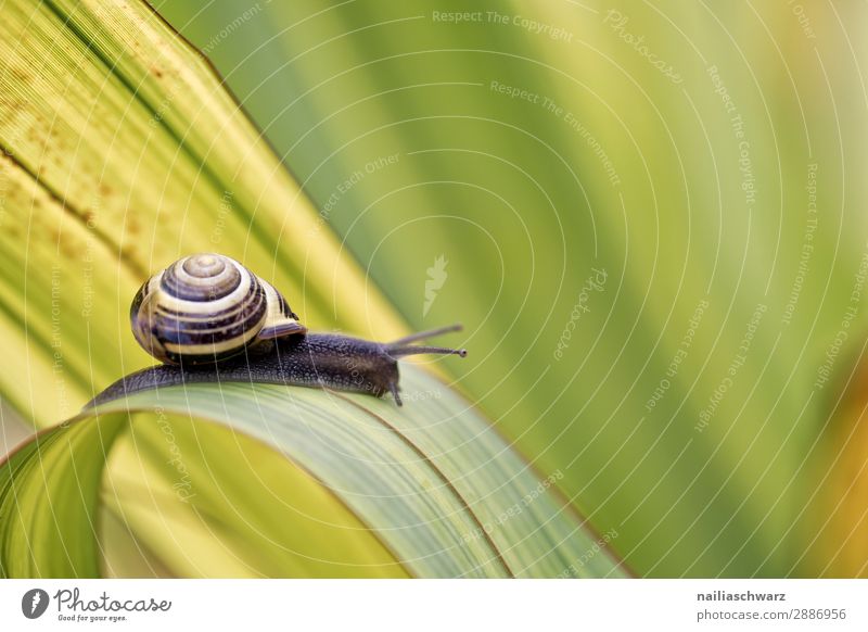 Schnecke auf grünem Blatt Helicidae Riesenglanzschnecke Garten Gartentier Pflanze Klinge Sommer außerhalb Band gebändert gelb schwarz winzig klein Schädling