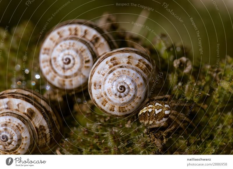 Schnecken auf Moos Helicidae Riesenglanzschnecke Garten Gartentier Sommer außerhalb Band gebändert gelb schwarz winzig klein Schädling Tier Schleim schleimig