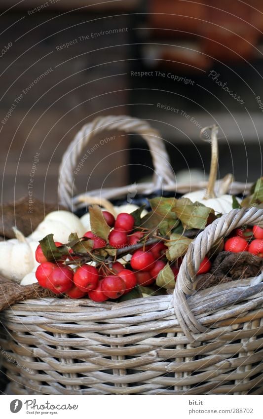 ein Korb voll Herbst harmonisch Innenarchitektur Natur Pflanze Winter Garten Schalen & Schüsseln Dekoration & Verzierung Kitsch Krimskrams schön braun rot weiß