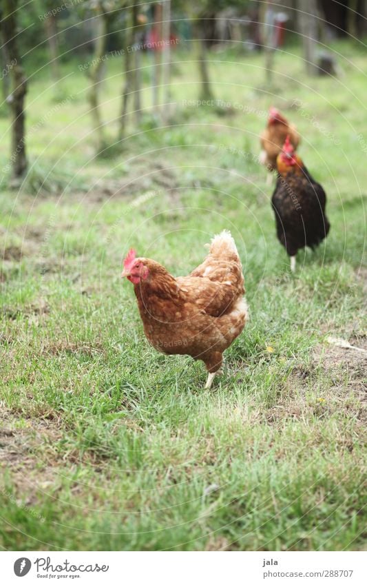 lebensraum Natur Pflanze Gras Grünpflanze Garten Wiese Tier Nutztier Haushuhn 3 natürlich braun grün Farbfoto Außenaufnahme Menschenleer Textfreiraum unten Tag