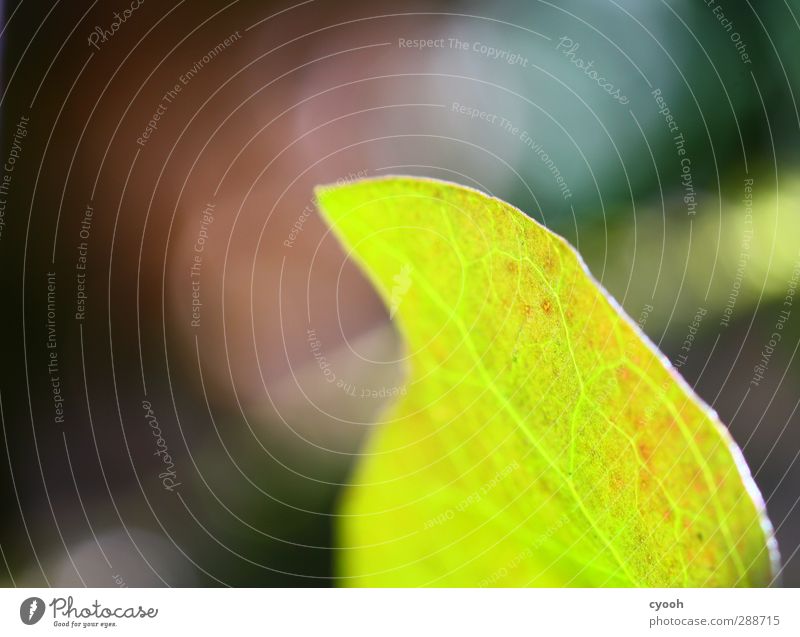 Flügel Natur Frühling Herbst Pflanze Blatt Garten Park leuchten Wachstum dunkel frisch Gesundheit hell kalt saftig grün Kraft Farbe Efeu abstrakt Blattgrün