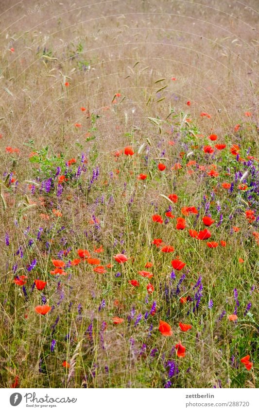 Blumen und so Umwelt Natur Landschaft Pflanze Sommer Klima Klimawandel Wetter Schönes Wetter Nutzpflanze Garten Wiese Feld gut schön Freude Zufriedenheit