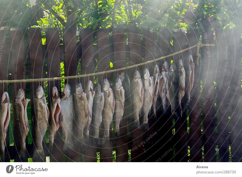 Raucherzone Lebensmittel Fisch Räucherfisch Ernährung Beruf Koch Seil Garten Fischerdorf Tier Nutztier Tiergruppe Holz Schnur Duft hängen lecker braun grau