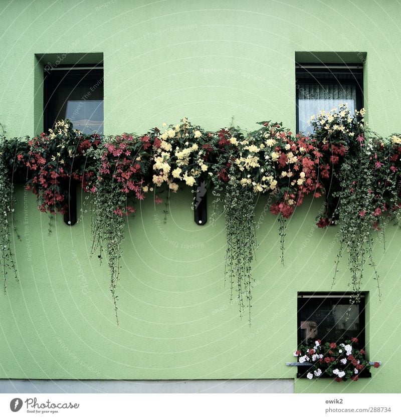 Grüne Woche Häusliches Leben Wohnung Haus Dekoration & Verzierung Pflanze Blume Blatt Blüte Topfpflanze Fuchsienblüten Pelargonie hängen lassen Dorf bevölkert