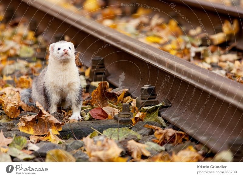 Frettchen im Herbst Lifestyle Glück Allergie Freizeit & Hobby Spielen Jagd Kinderspiel Ferien & Urlaub & Reisen Tourismus Ausflug Abenteuer Freiheit Garten