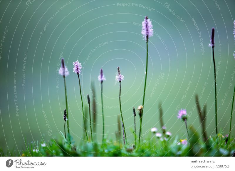 Blütezeit Umwelt Natur Pflanze Sommer Blume Gras Blatt Wegerichgewächse Plantago Garten Park Wiese Feld Blühend leuchten verblüht Wachstum einfach frisch schön