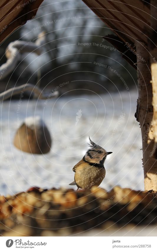 futterstelle Tier Wildtier Vogel 1 Fressen füttern Natur Futterhäuschen Haubenmeise Winter Farbfoto Außenaufnahme Nahaufnahme Menschenleer Textfreiraum oben Tag