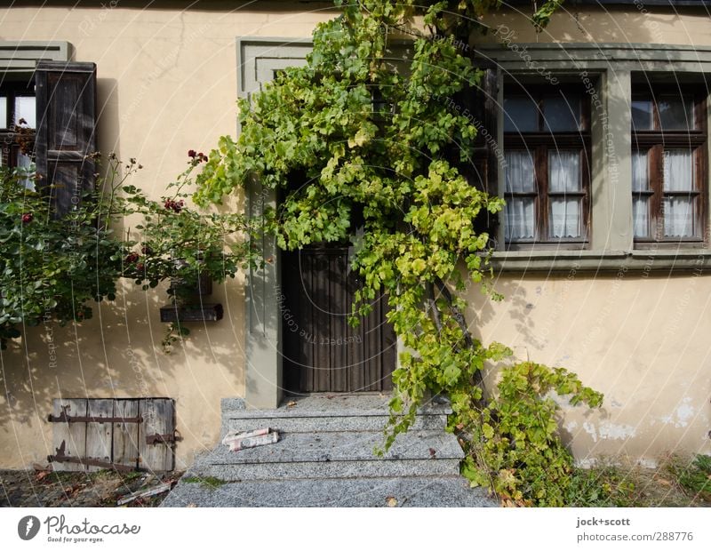 Idylle für Langschläfer Efeu Franken Haus Altbau Fassade Fenster Dekoration & Verzierung Wachstum außergewöhnlich natürlich Akzeptanz Wandel & Veränderung