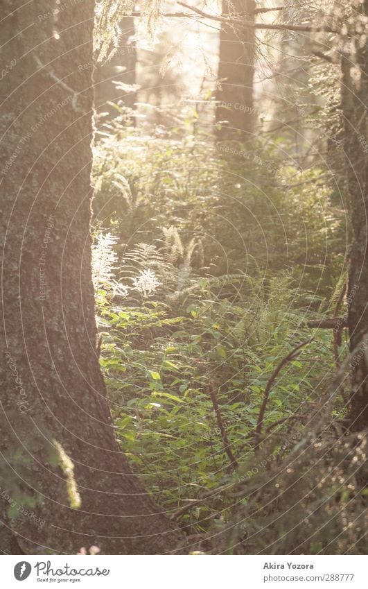 Märchenwald Natur Pflanze Sommer Schönes Wetter Baum Gras Sträucher Farn Wald leuchten Wachstum natürlich braun gelb grün Schutz Geborgenheit einzigartig