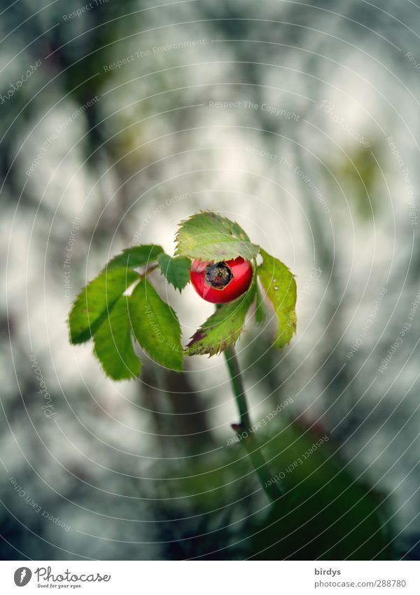 Kopftuch erlaubt Stil Natur Pflanze Rose Blatt Hagebutten Blick lustig niedlich positiv grün rot Leben elegant Neugier Schutz unschuldig 1 bedeckt Farbfoto