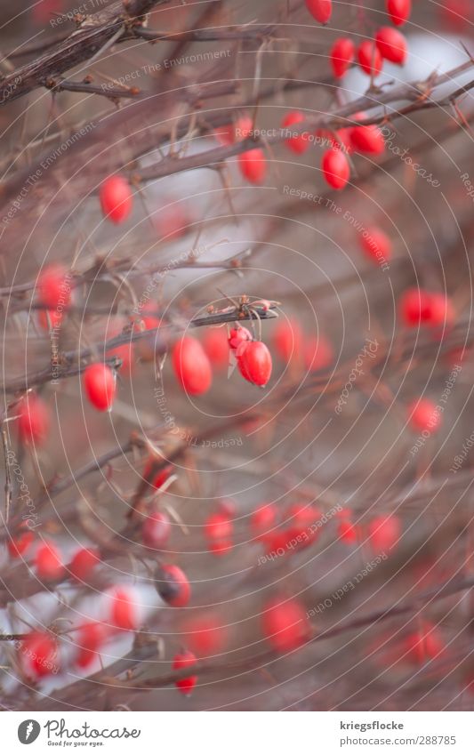 Naturschmuck Pflanze Winter Schnee Baum Sträucher ästhetisch schön viele wild rot Idylle Hagebutten Ast kahl kalt Naturwunder verführerisch Farbfoto