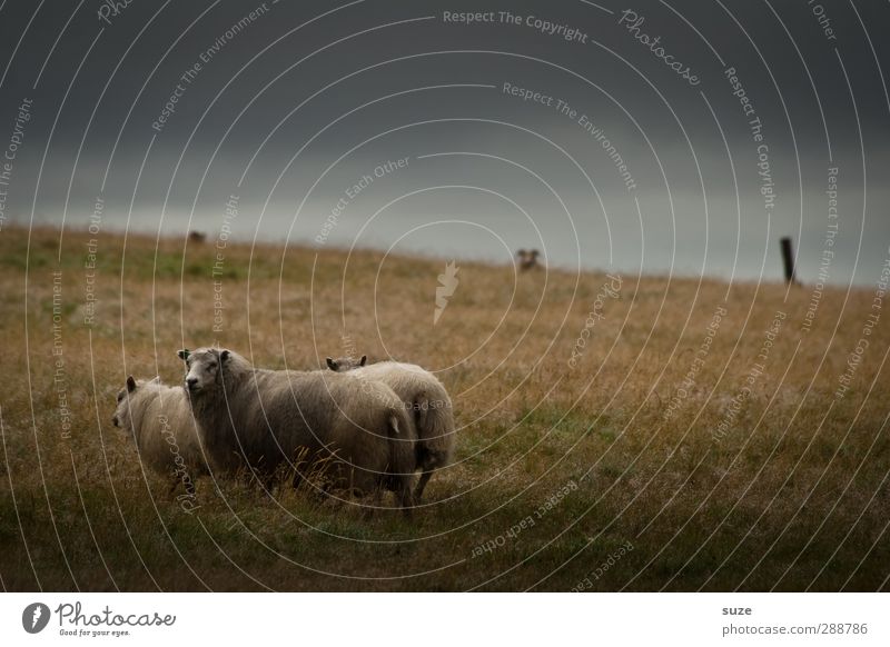 Das Schweigen der Lämmer Ferne Natur Landschaft Tier Himmel Wolken Horizont Wiese Nutztier 3 Tiergruppe außergewöhnlich dunkel fantastisch klein wild Neugier