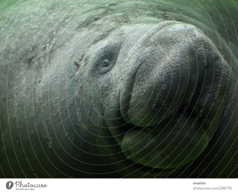 knutsch Tier 1 Schwimmen & Baden grau Zufriedenheit Auge Maul Manati Seekuh Farbfoto Gedeckte Farben Innenaufnahme Nahaufnahme Blick nach vorn