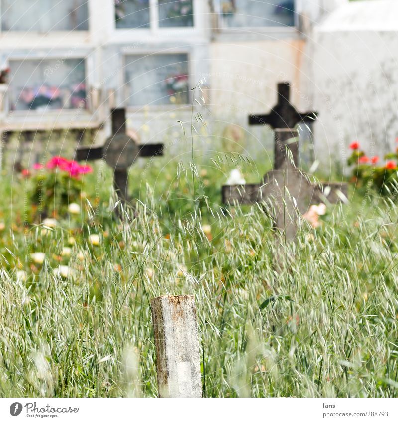 Friedhof Zeichen Hoffnung Religion & Glaube ruhig Schmerz Traurigkeit Trennung Verfall Vergangenheit Vergänglichkeit verlieren Verzweiflung Wandel & Veränderung