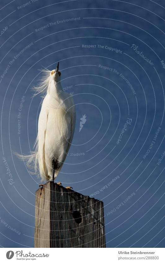 Vom Winde verweht Reiher Seidenreiher Egretta garzetta Feder wehen Holz Holzpfahl Dalben Vogel Schreitvögel weiß zart Florida Amerika stehen Stolz vertikal