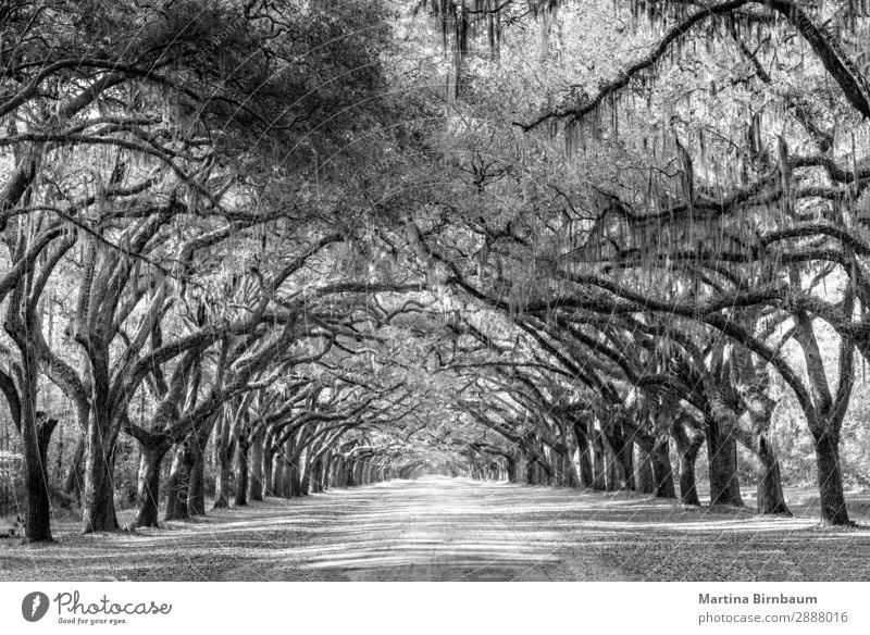 Wormsloe park, life oak tree alley, Savannah Ferien & Urlaub & Reisen Sommer Natur Park ästhetisch gigantisch Kraft Schutz Geborgenheit Unendlichkeit Georgia