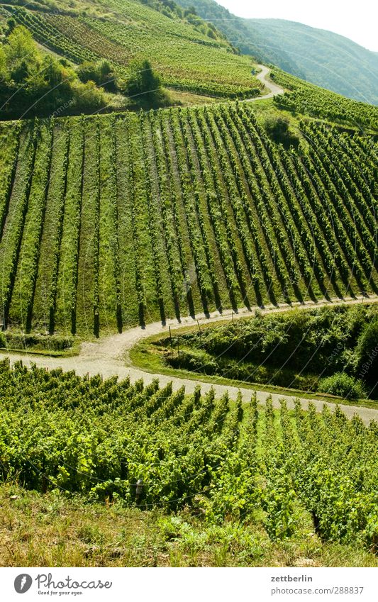 Weinberg Ferien & Urlaub & Reisen Landwirtschaft Forstwirtschaft Umwelt Natur Landschaft Pflanze Sommer Klima Klimawandel Wetter Schönes Wetter Grünpflanze