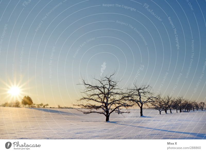 Winterwunderland Landschaft Sonnenaufgang Sonnenuntergang Schönes Wetter Eis Frost Schnee Baum Wiese Feld kalt weiß Stimmung Streuobstwiese Ast Apfelbaum