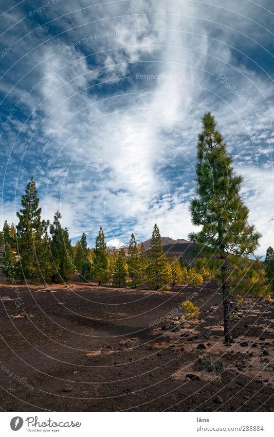 Elementar Umwelt Natur Landschaft Pflanze Urelemente Erde Himmel Wolken Schönes Wetter Baum Berge u. Gebirge Vulkan Stein außergewöhnlich Geröll Teneriffa