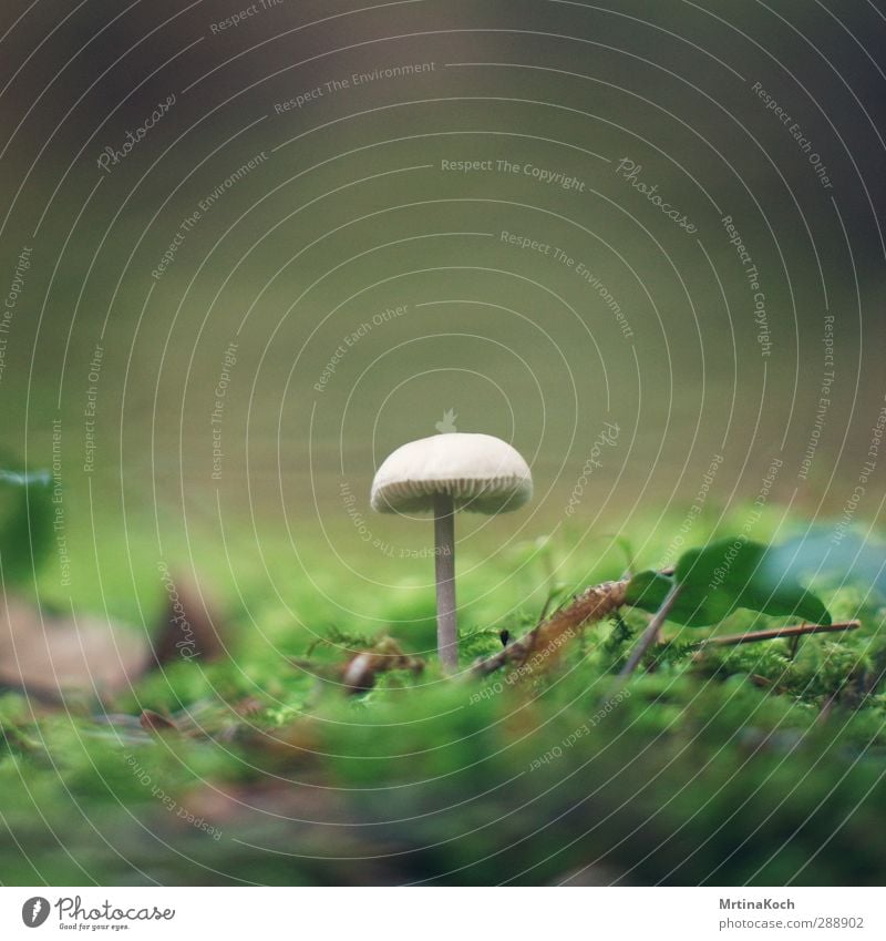 magic mushroom. Umwelt Natur Landschaft Pflanze Tier Erde Frühling Herbst Schönes Wetter Gras Efeu Park Wiese Wald Stimmung Pilz Lamelle Pilzhut Farbfoto