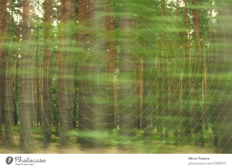 Geschwindigkeitsrausch Natur Wald Kiefer fahren grün braun