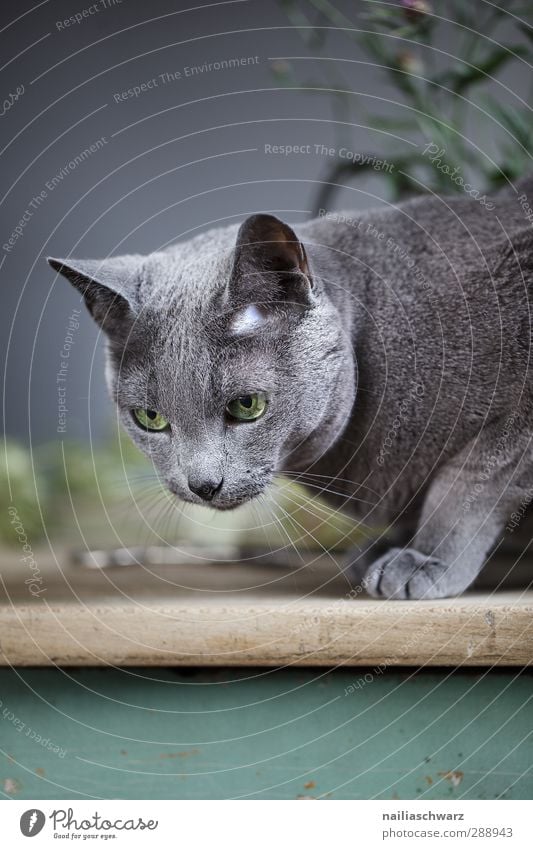 Bony Natur Tier Haustier Katze Tiergesicht 1 Tisch beobachten entdecken Erholung glänzend hocken Jagd leuchten sitzen elegant natürlich Neugier niedlich schön