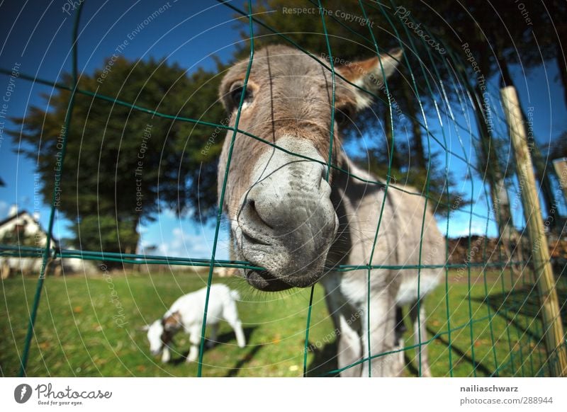 Esel Tier Sommer Gras Garten Park Wiese Haustier Nutztier Zoo Streichelzoo Ziegen 2 Zaun beobachten Blick Traurigkeit frech Freundlichkeit Fröhlichkeit listig