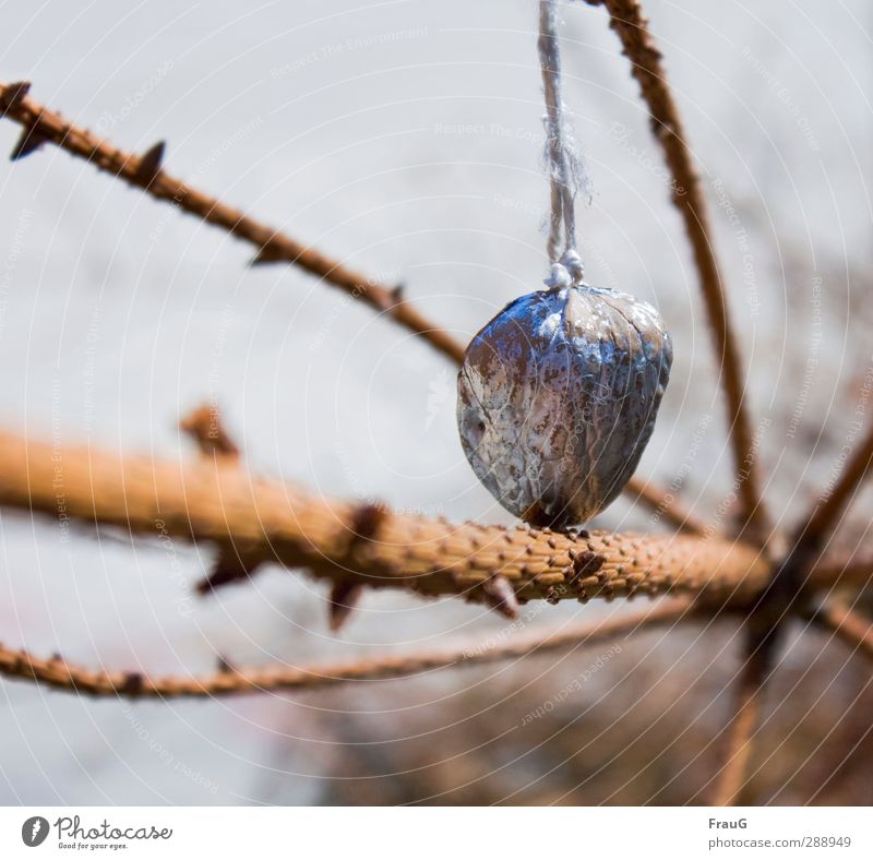 Der Rest vom Fest... Weihnachten & Advent Frühling Baum Fichte Walnuss Holz hängen braun silber vergessen Traurigkeit Vergangenheit geschmückt Farbfoto