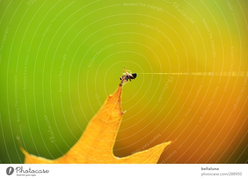 Verflixt und zugenäht | Eingefädelt ist schon... Natur Pflanze Tier Sonnenlicht Herbst Wetter Schönes Wetter Gras Blatt Garten Park Wiese Feld Wald Wildtier