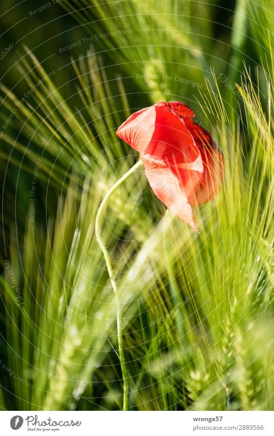 Oster-Mohn-Tag Natur Pflanze Sommer Blume Blüte Nutzpflanze Getreide Feld Blühend Wachstum grün rot schwarz Mohnblüte Kornfeld Ähren Hochformat Farbfoto