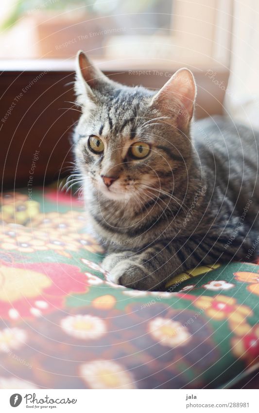 fensterplatz Tier Haustier Katze 1 liegen Blick schön Erholung Farbfoto Innenaufnahme Menschenleer Tag Tierporträt Blick nach vorn