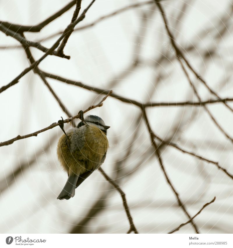 verflixt und zugenäht, ich hab den Faden verloren! Umwelt Natur Tier Herbst Winter Pflanze Baum Ast Geäst Vogel Meisen Blaumeise 1 hängen frei klein natürlich