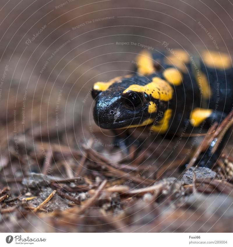 Lurchi Herbst Klima Flussufer Wildtier Feuersalamander 1 Tier Stein Holz Wasser kalt braun gelb schwarz geduldig Farbfoto Außenaufnahme Makroaufnahme