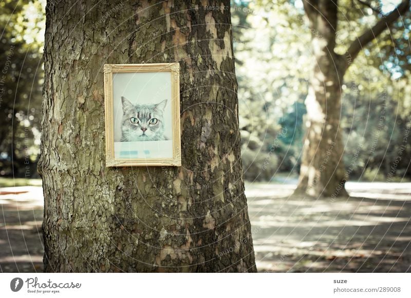 Reviermarkierung Umwelt Natur Baum Park Katze Tiergesicht hängen außergewöhnlich lustig gold Bild Baumstamm Bilderrahmen Katzenbaum edel Katzenbild Erinnerung